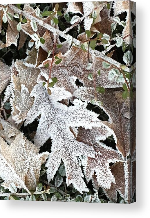 Pin Oak Acrylic Print featuring the photograph Pin Oak Leaves 2 by Kathryn Alexander MA
