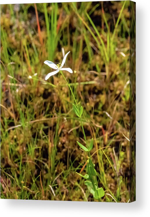 Grass Acrylic Print featuring the photograph Pine Lands Endangered Plant by Louis Dallara
