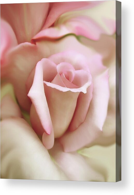 Rose Acrylic Print featuring the photograph Pink and Ivory Rose Portrait by Jennie Marie Schell