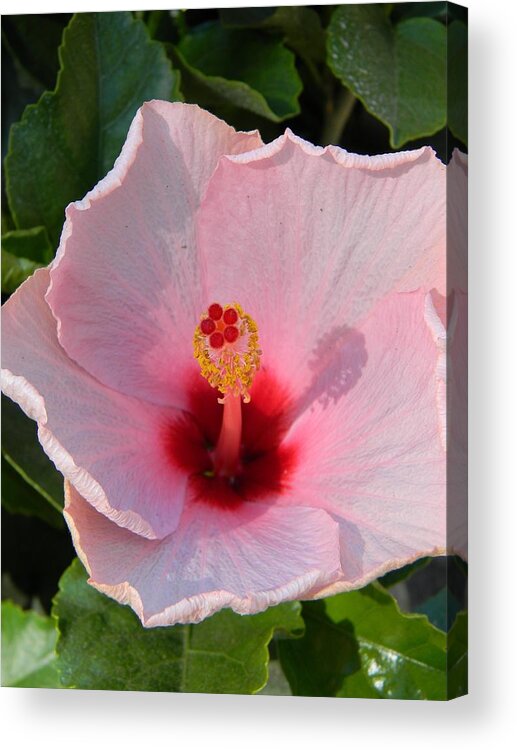 Pink Hibiscus Shadow Acrylic Print featuring the photograph Pink Hibiscus Shadow by Warren Thompson