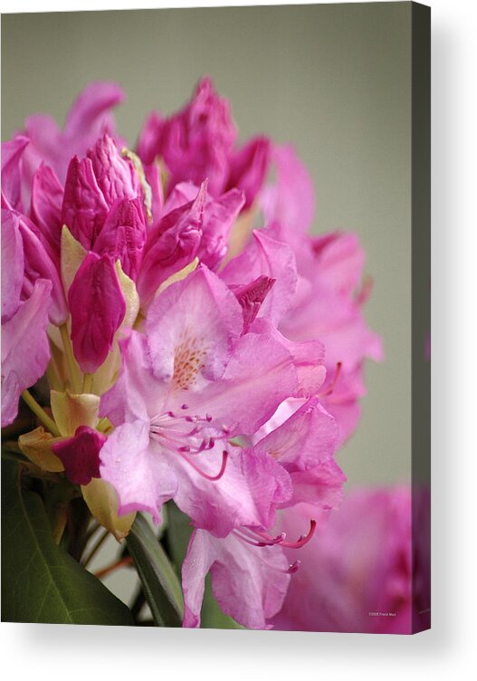Rhododendron Acrylic Print featuring the photograph Pink Rhododendron 1 by Frank Mari