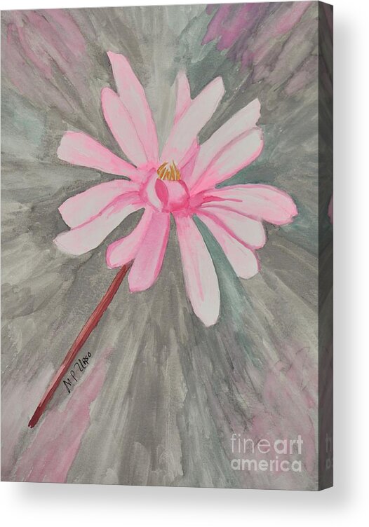 Pink Star Magnolia Acrylic Print featuring the painting Pink Star Magnolia by Maria Urso