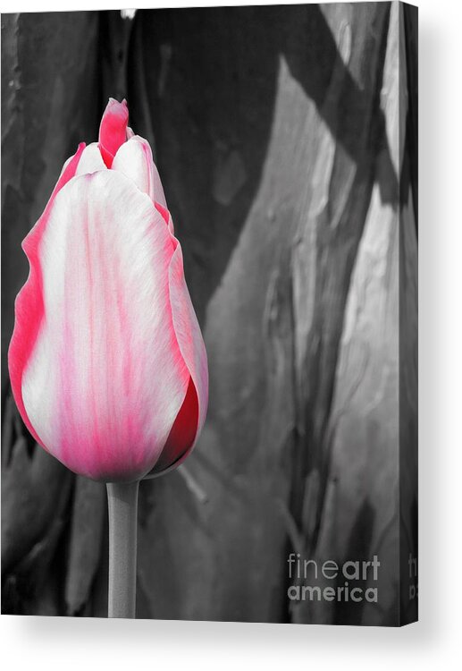 Pink Acrylic Print featuring the photograph Pink Tulip by Chad and Stacey Hall