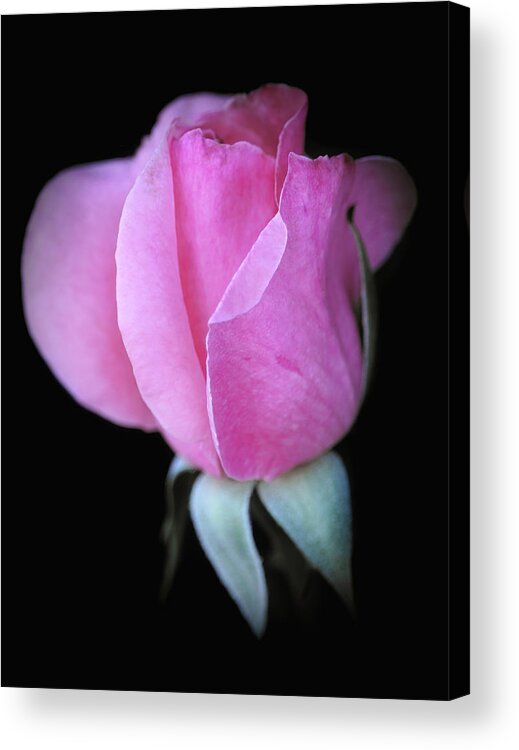 Roses Acrylic Print featuring the photograph Pinky by Elaine Malott