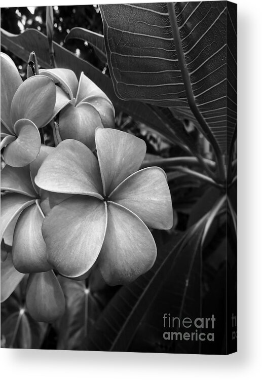 Plumeria Acrylic Print featuring the photograph Plumeria in Gray by Onedayoneimage Photography