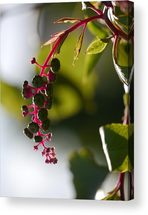 Jane Ford Acrylic Print featuring the photograph Poke Sallet anyone? by Jane Ford