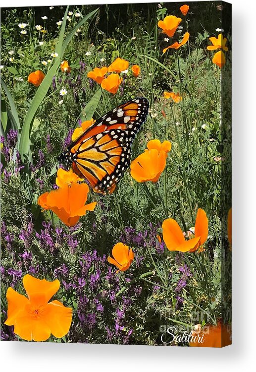 Poppies Acrylic Print featuring the photograph Poppies and friend by Gail Salituri