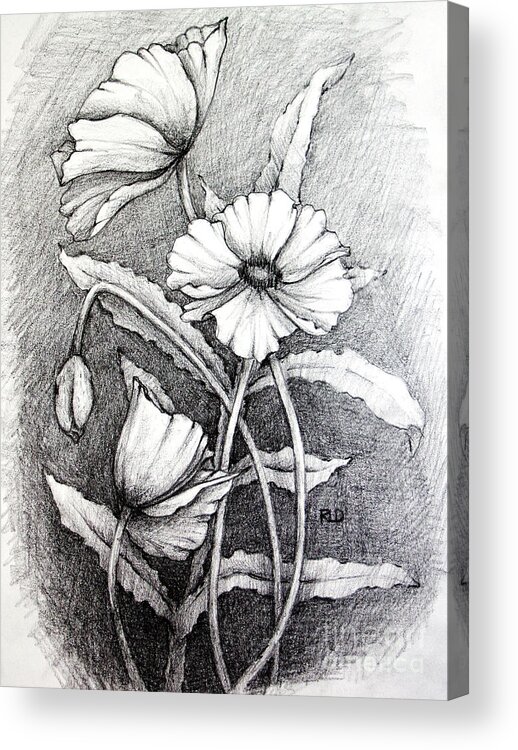 Poppy Acrylic Print featuring the drawing Poppies by Rebecca Davis