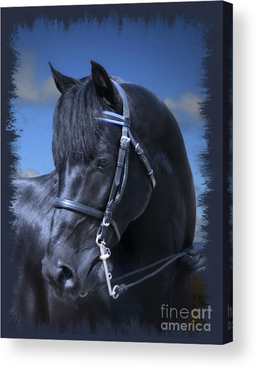 Animal Acrylic Print featuring the photograph Portrait of a Morgan by Sandra Huston