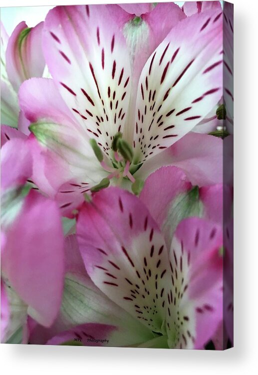 Flower Acrylic Print featuring the photograph Precious Beauty by Marian Lonzetta
