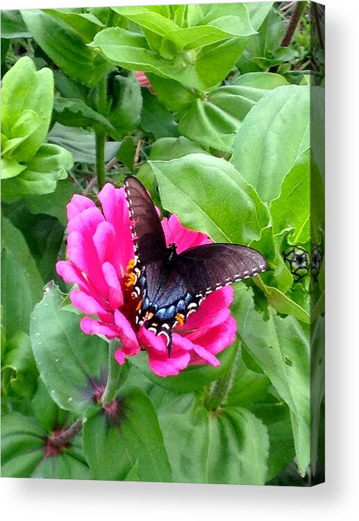 Butterfly Acrylic Print featuring the photograph Pretty Butterfly by Cara Frafjord