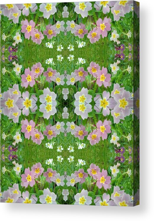 Flowers Acrylic Print featuring the photograph Primula Pattern 1 DOuble by Julia Woodman