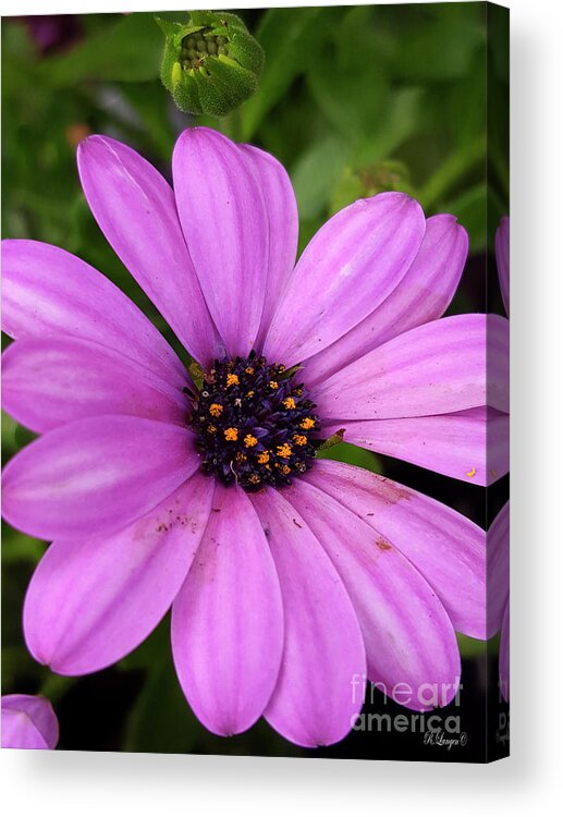 Purple Daisy Acrylic Print featuring the photograph Purple Daisy by Rebecca Langen