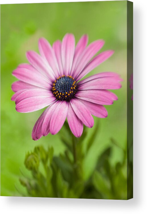 Flowers Acrylic Print featuring the photograph Purple Soprano Dreams by Dorothy Lee