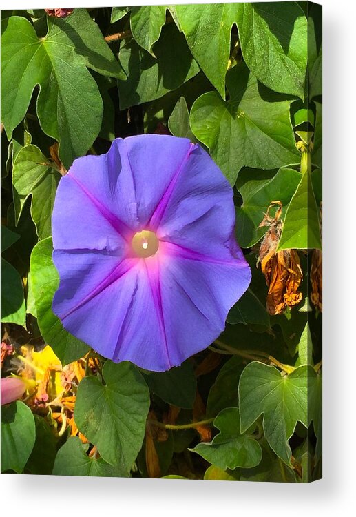 Fauna Acrylic Print featuring the photograph Purple Star by Brad Hodges