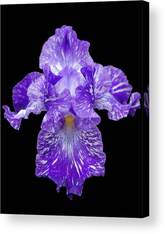 Iris Acrylic Print featuring the photograph Purple Streaker by GeeLeesa Productions