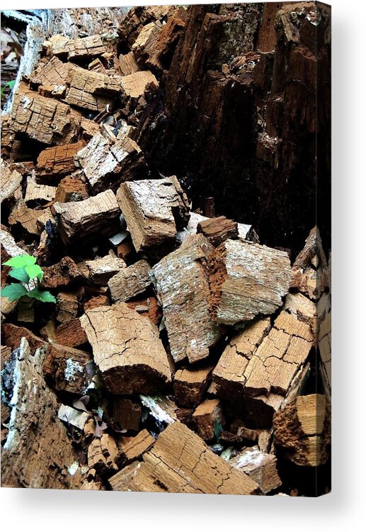 Tree Acrylic Print featuring the photograph Puzzle Pieces by Vincent Green