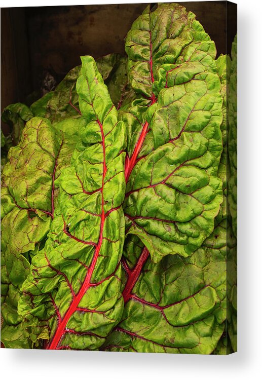 Chard Acrylic Print featuring the photograph Rainbow chard by David Kay