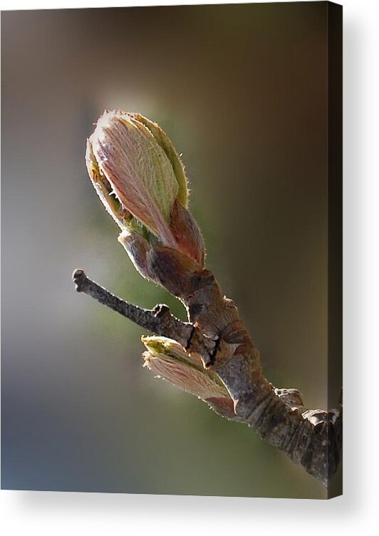 Tree Bud Acrylic Print featuring the photograph Reaching for the Sun by Marilynne Bull
