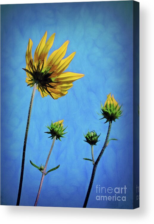 Flower Acrylic Print featuring the photograph Reaching Skyward by Sue Melvin
