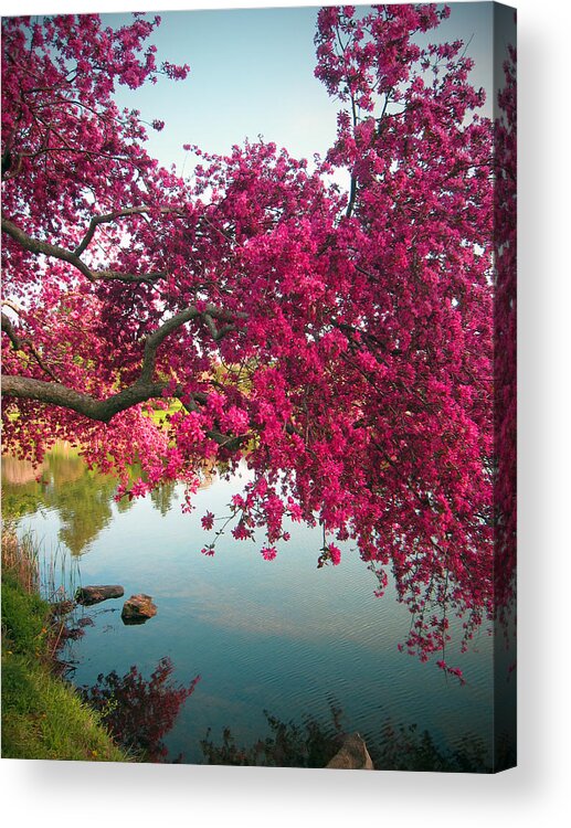 Landscape Floral With Red Crabapple Branches Acrylic Print featuring the digital art Red Bower by Priscilla Rink
