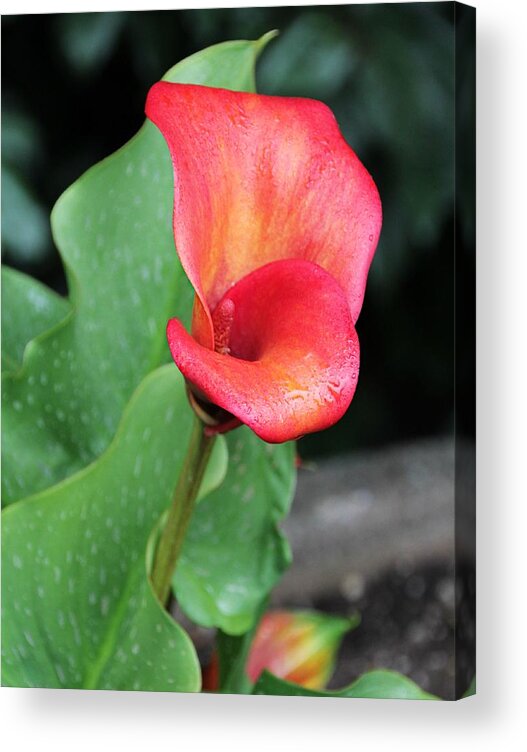 Proud Acrylic Print featuring the photograph Red Calla Lily by KATIE Vigil