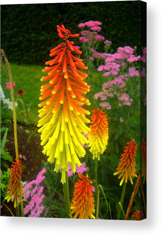 Flower Acrylic Print featuring the photograph Red Hot Poker by Roberto Alamino