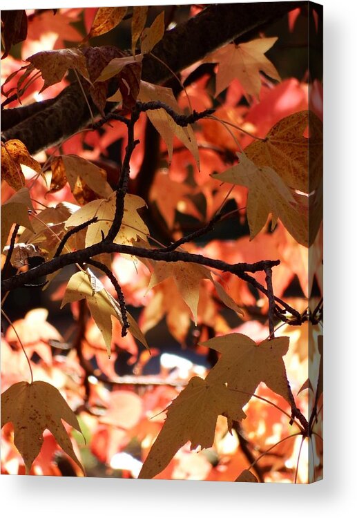 Scoobydrew81 Andrew Rhine Close-up Closeup Nature Botany Botanical Floral Flora Art Color Leaves Leaf Fall Autumn Tree Red Color Colorful Sunlight Sun Day Branches Branch Acrylic Print featuring the photograph Red Maple Leaves 1 by Andrew Rhine