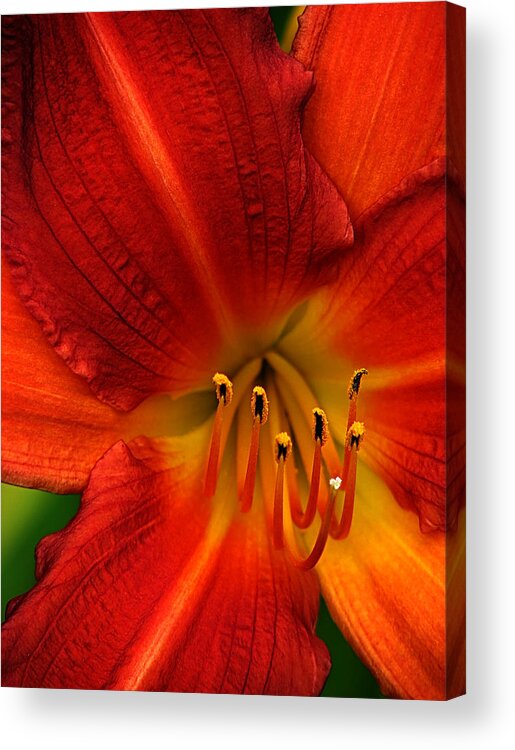 Asiatic Lily Acrylic Print featuring the photograph Red Seduction by John Poon