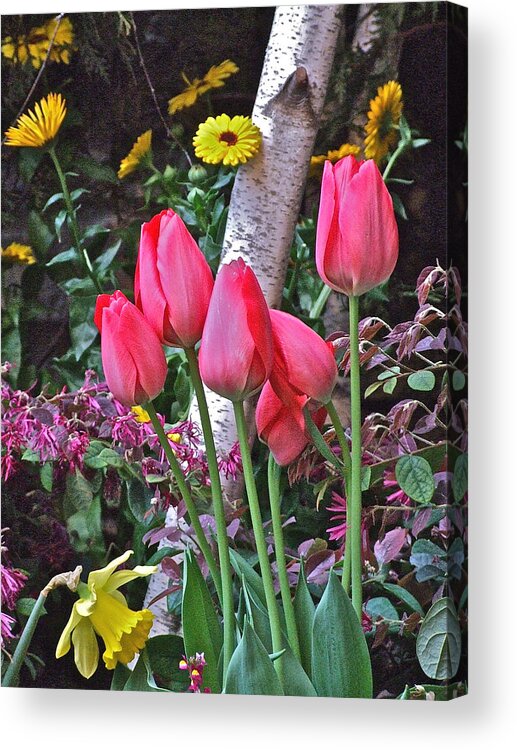 Tulips Acrylic Print featuring the photograph Red Tulips by Janis Senungetuk
