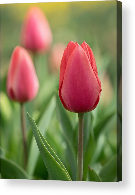 Tulips Acrylic Print featuring the photograph Red Tulips by Kyle Wasielewski