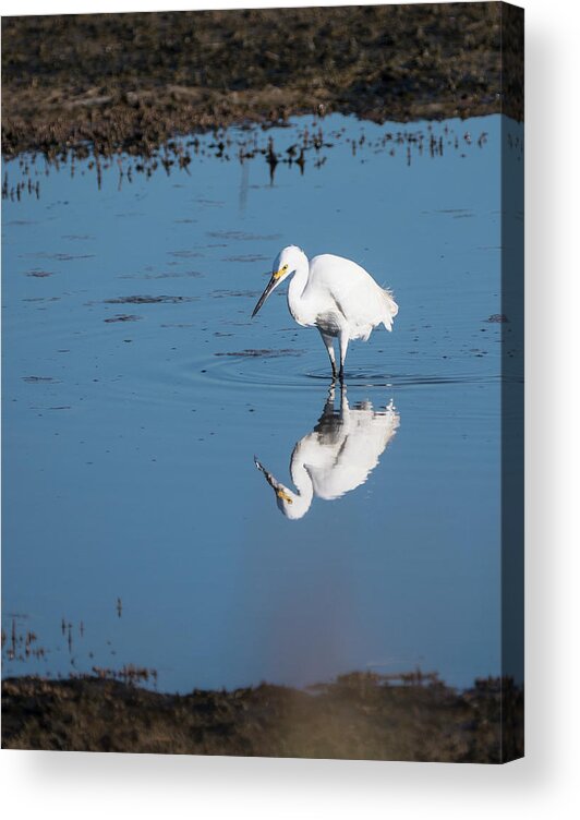 Birds Acrylic Print featuring the photograph Reflections White Egret by Paul Ross
