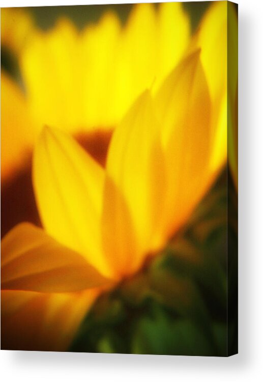 Sunflower Acrylic Print featuring the photograph Reverie Eight by Julius Reque