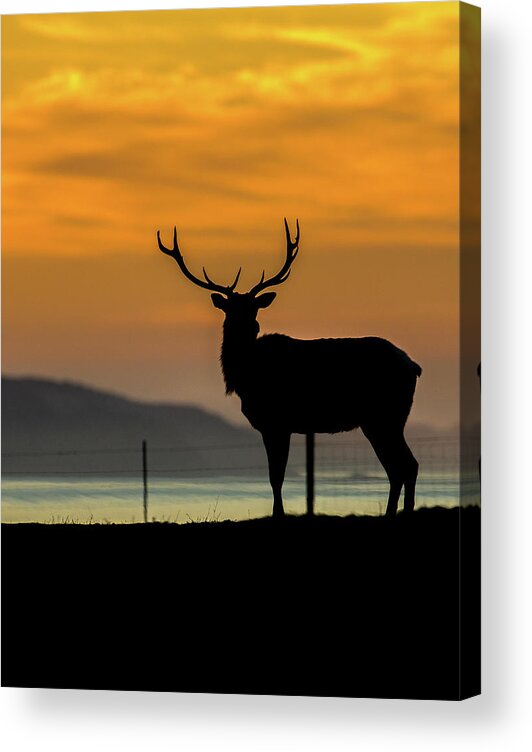 Bobcat Acrylic Print featuring the photograph Reyes Morning by Kevin Dietrich