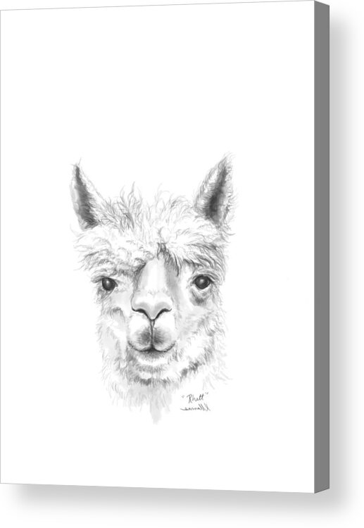 Llama Art Acrylic Print featuring the drawing Rhett by Kristin Llamas