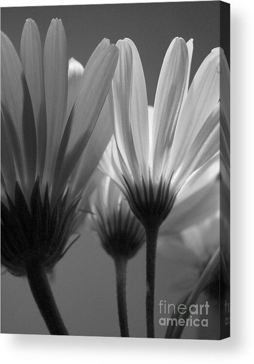 Flower Acrylic Print featuring the photograph Rise'n Shine by Julie Lueders 