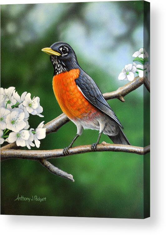 Robin Acrylic Print featuring the painting Robin by Anthony J Padgett