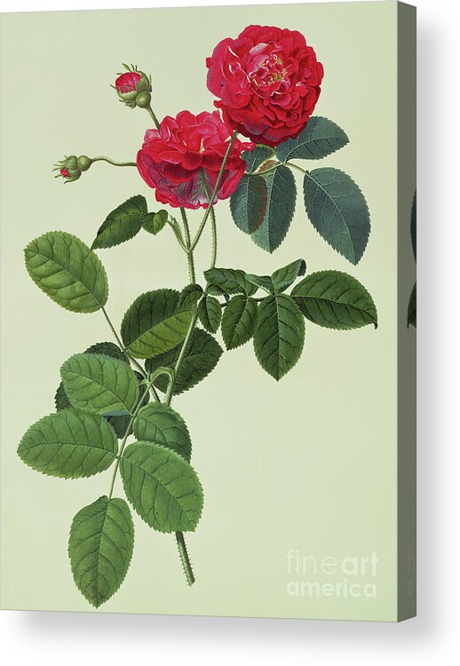 Rose Acrylic Print featuring the painting Rosa Holoferica multiplex by Georg Dionysius Ehret