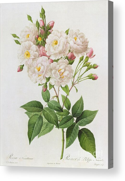 Rosa Acrylic Print featuring the painting Rosa Noisettiana by Pierre Joseph Redoute