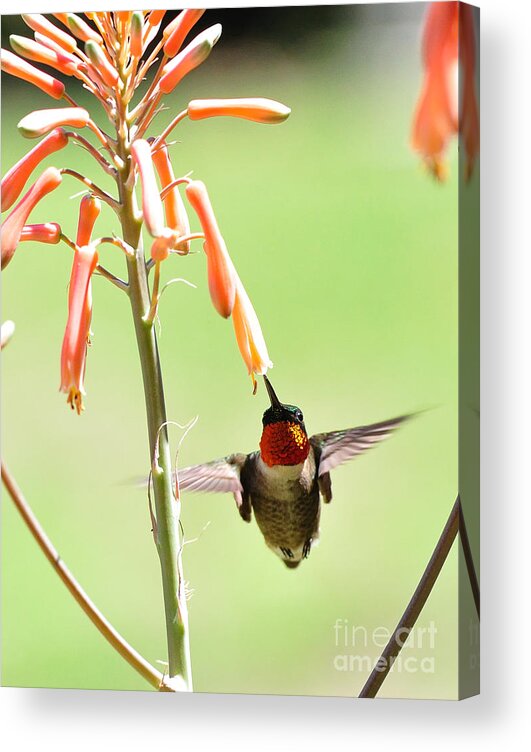 Hummingbird Acrylic Print featuring the photograph Ruby Throat in Orange Trumpet by Wayne Nielsen