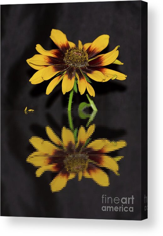 Reflection Acrylic Print featuring the photograph Rudbeckia Reflection by Donna Brown