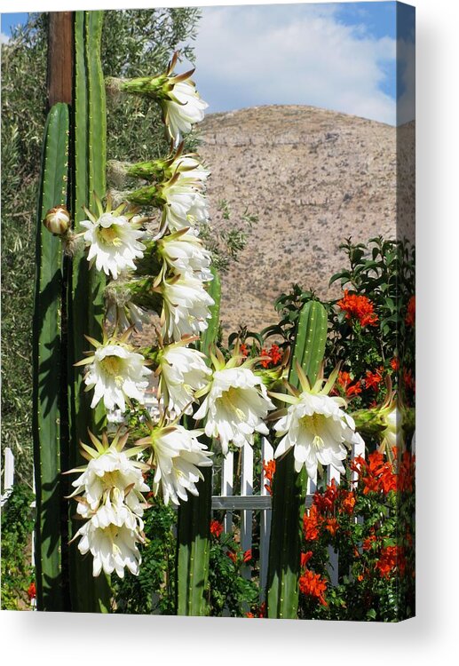 San Pedro Cactus Acrylic Print featuring the photograph San Pedro cactus by Andonis Katanos