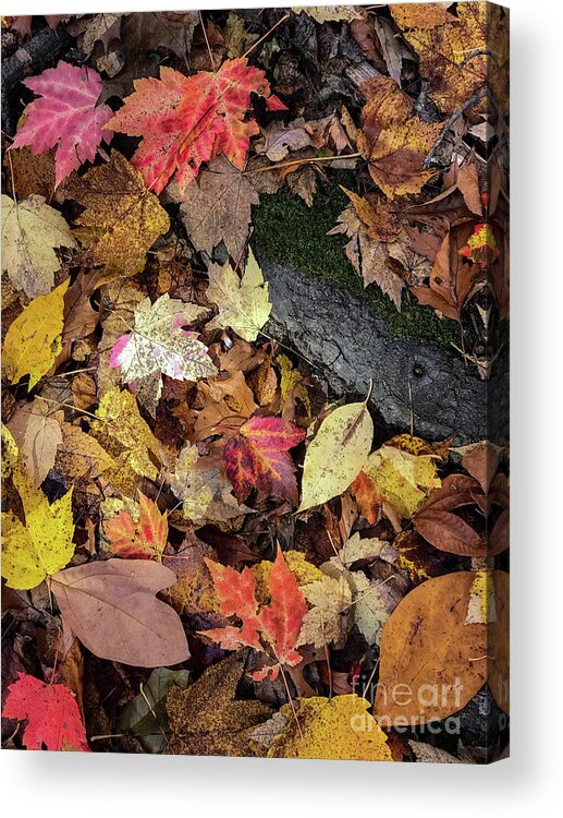 Leaves Acrylic Print featuring the photograph Saturnine by Joseph Yarbrough