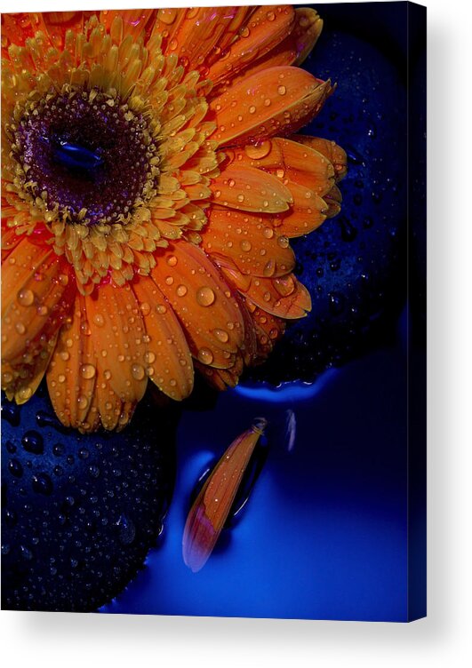 Flowers Acrylic Print featuring the photograph Serenity by Amber Kresge