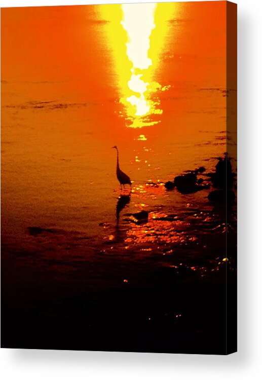 Bird Acrylic Print featuring the photograph She is back by Yelena Tylkina