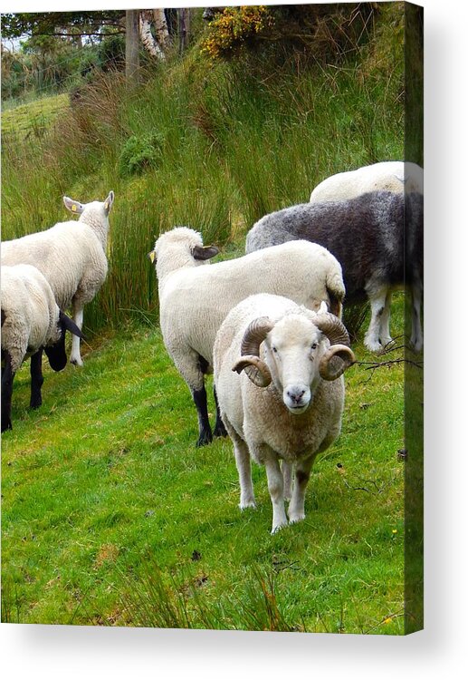 Ireland Acrylic Print featuring the photograph Sheep with culed horns by Sue Morris