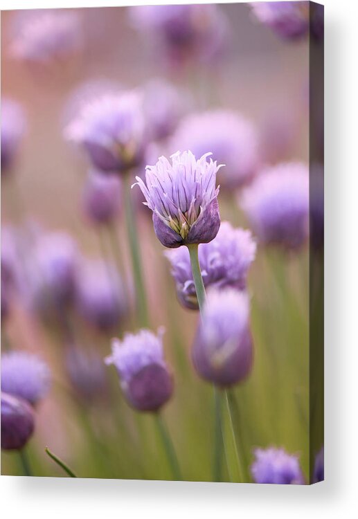 Flower Acrylic Print featuring the photograph Simple Flowers by Jennifer Grossnickle