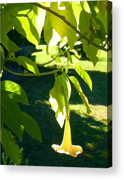 Spring Acrylic Print featuring the painting Single Angel's Trumpet by Amy Vangsgard