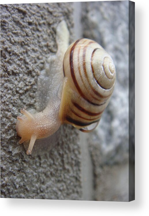 Snail Acrylic Print featuring the photograph Slow and Steady by Patricia M Shanahan