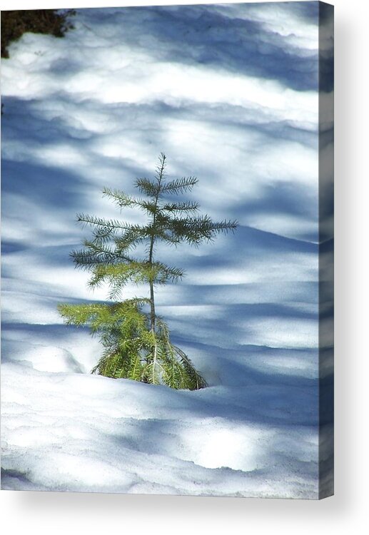 Sappling Acrylic Print featuring the photograph Snow Tree by Gene Ritchhart